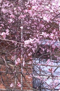 Blossom on campus, Spring 2012