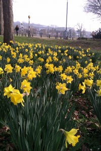 Daffs on campus, Spring 2012