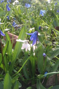 Blue and white bluebells